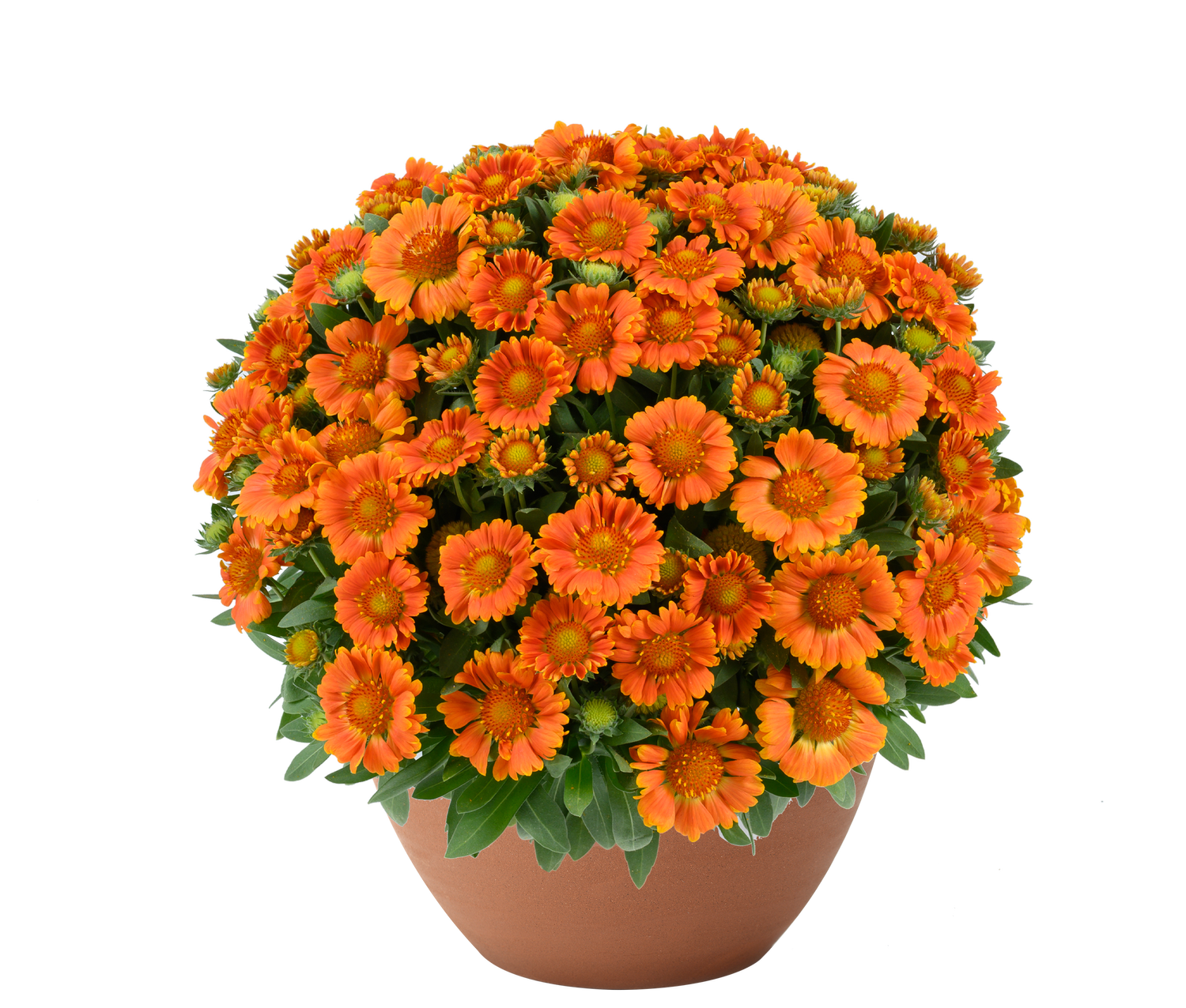 【GWsale!】【美品】　Cloud7 Glasgow オレンジ Gaillardia hybrida GUSTO™ Orange Zest — ThinkPlants